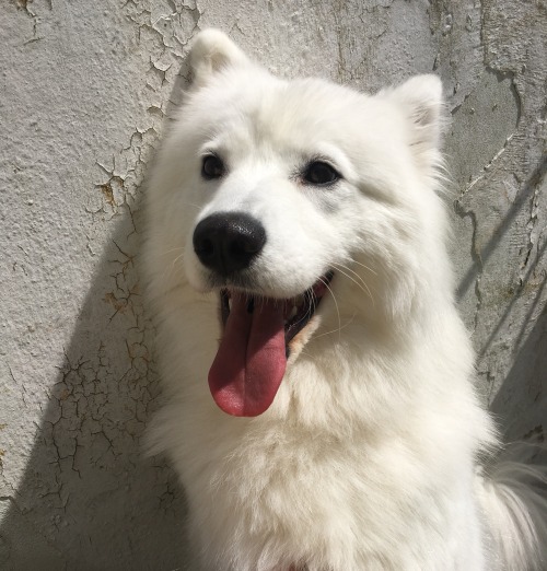 cloudthesamoyed:not a model