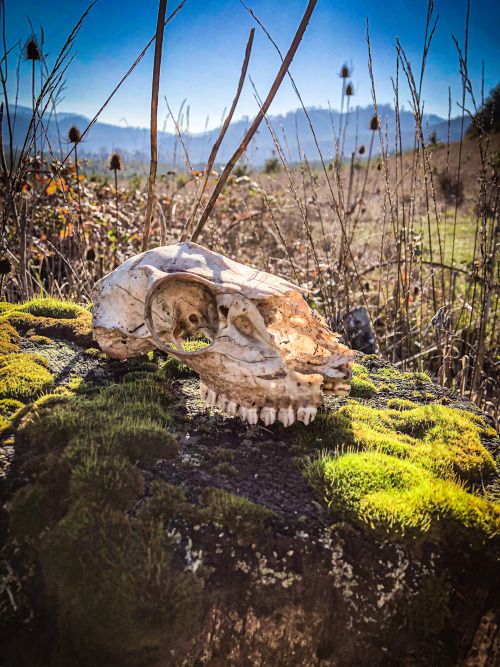 Stumped - Douglas County Oregon - Spring 2019I was working and came upon this skull at an intersecti