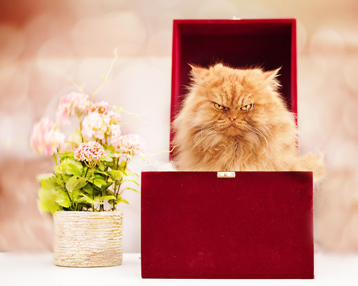 tastefullyoffensive:  Meet Garfi, the World’s Angriest Cat  |  Photos by Hulya