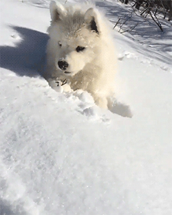 protect-and-love-animals:Snow baby