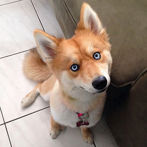 pensandthings:awesome-picz:Meet Fox Dog, A Pomeranian-Husky Mix Who Is Taking The Internet By Storm.