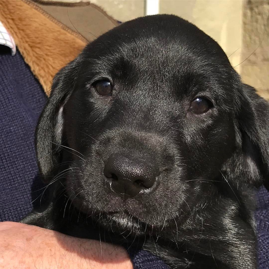 A welcome to the newest member of the family! My parents new Lab puppy Mabel. Sorry, I couldn’t resist posting 😉😎 #lablove #labradorretriever #labrador #labradors_ #labsofinstagram #blacklabrador #doglove #labpuppy #puppy #labradorpuppy #newdog...