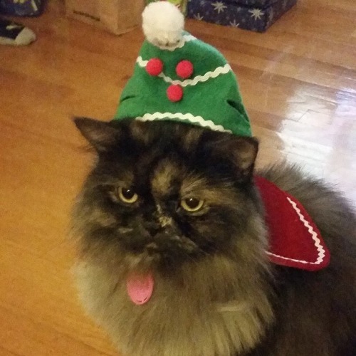 aikothecat:I never posted this apparently Merry Holidays