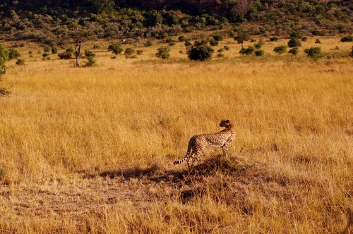 Kenyan wildlifeSome pictures I took during my safari in Kenya (Amboseli and Maasai Mara)