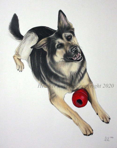 petportraitsbyheatherlovelace