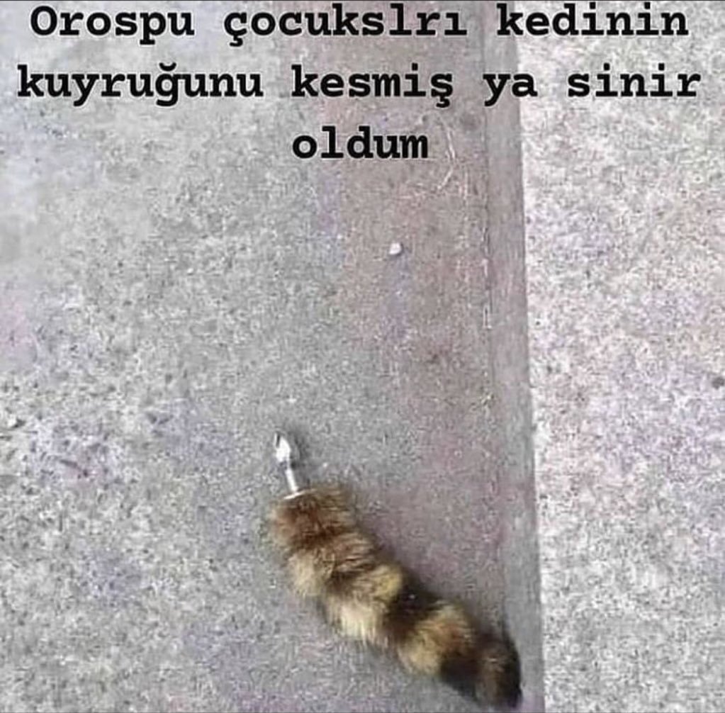 Orospu çocukslrı kedinin...