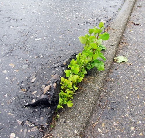 asylum-art-2:  Great shots on plant survival in hostile environments In the following examples you will see how will some plants can survive in the most hostile environments. Whether in asphalt or against a stone wall, in the middle of a tire dump or