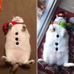 catsofinstagram:  From @scruffles_fatcat: “#Whodiditbetter 2015 or 2018 me⛄️⛄️” #catsofinstagram [source: http://bit.ly/2LEpEYz ]