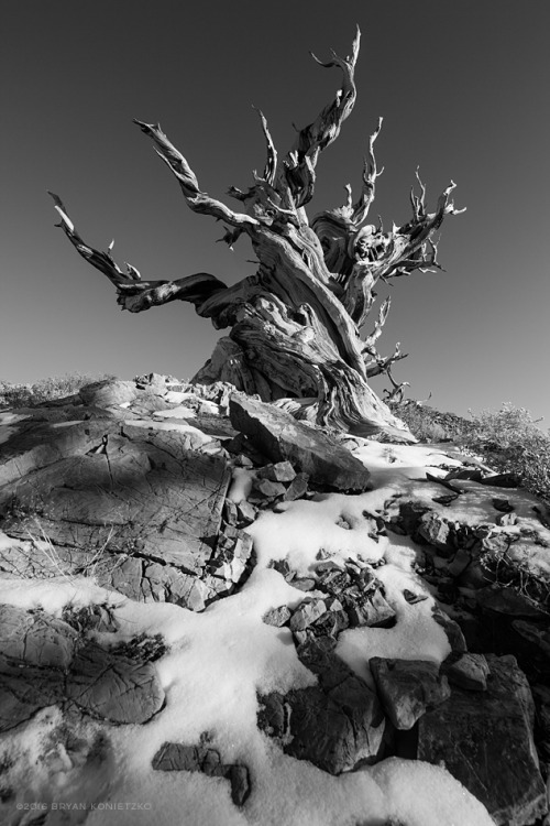 bryankonietzko: bryankonietzkophotography:Ancient Bristlecone Pine Forest, California // 2011 © Br