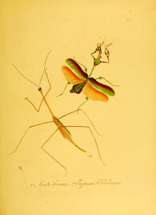 wapiti3:Natural history of the insects of China ; By Donovan, E. (Edward), 1768-1837 Westwood, J. O.