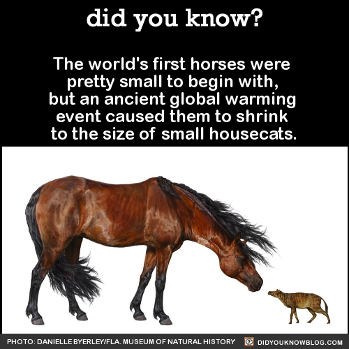 did-you-kno:  The world’s first horses were  pretty small to begin with,  but an