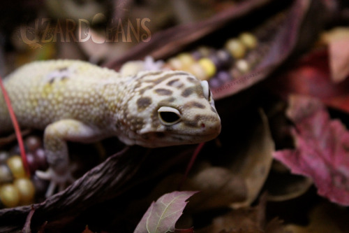 lizardbeans: Excuse me, this is a gecko photoshoot. Not a banana photoshoot. 