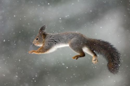 nubbsgalore:  winter is coming. photos by (click pic) dennis binda, mike segar, orsolya and erlend haarberg, roeselien raimond and dan kitwood  