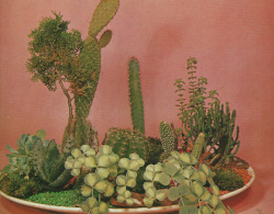 solarbar:    Flores y Plantas en Casa. Violet Stevenson, Editorial HMB. 1978 (or. Plants &amp; Flowers in the Home, Sundial Books Limited. 1975)   