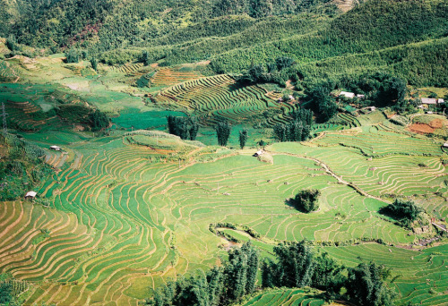 sprringgirl:Sa Pa, Vietnam | 35mm Canon AE-1 Program (by Nathan O'Nions)