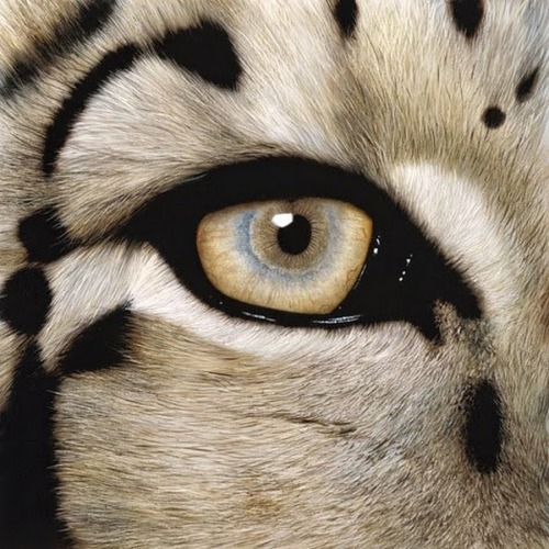 guepard