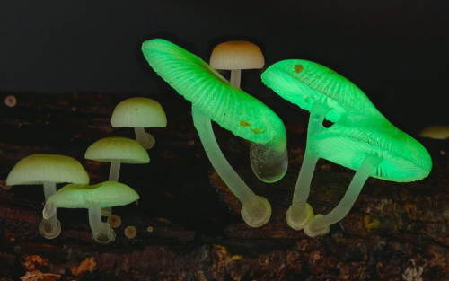 nubbsgalore:  a mushroom rainbow to put the fun in fungi. cause they don’t need psilocybin to be magic. and though some mushrooms are coloured as a toxicity warning to predators, many others are brightly coloured to instead attract potential spore