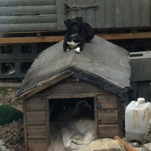 Like snoopy. With her friend sprawled out inside the kennel #daisy #juno #dog #dogsofinstagram #inst