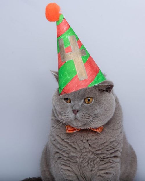 dilandausama:Another birthday hat photo from @hyakprods #ねこ#고양이 #gato #gatito #cat #britishshorthair
