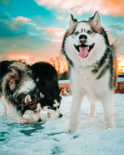 My huskies loves the winter ❄️❤️