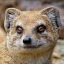 addledmongoose