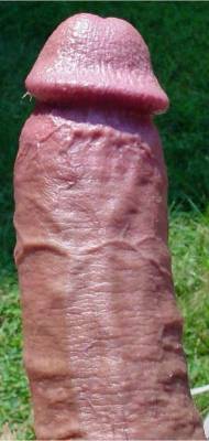 bitebienveinee:  A great veiny shaft selected