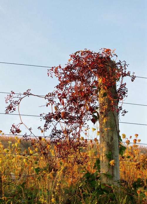 A couple more fence posts in red morning light. Look how they help the plants.