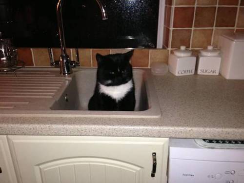bigbardafree:  foreveralone-lyguy:  I walked into the kitchen at 5:30am and saw this in the sink… this isn’t my cat   #the cats just like ”this isnt my sink” 