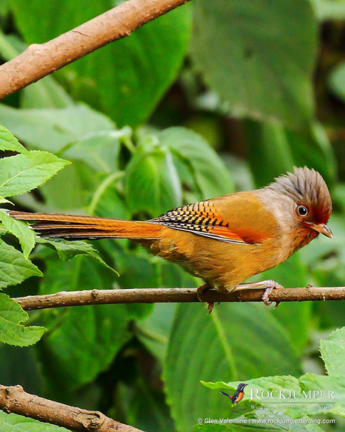 Photo of the Day – The Rusty-fronted Barwing (Actinodura egertoni) is a species in the laughingthrus