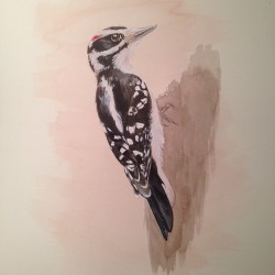 lesillustrations:  Hairy Woodpecker (Picoides