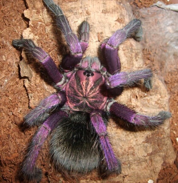 tarantulas are cute too — brazilian pinkbloom (pamphobeteus platyomma)  the...
