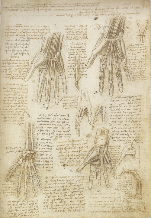 medicalschool:   Leonardo da Vinci | The Mechanics of Man  