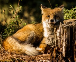 beautiful-wildlife:  Fox by Tiziano Crescia