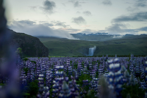 Distant Falls by Reed Starkey