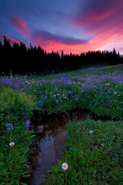 phantastrophe:  Mount Rainier National Park,