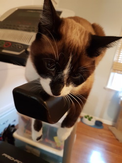 motekelm:  Monorail Cat likes sleeping on the arm of our treadmill