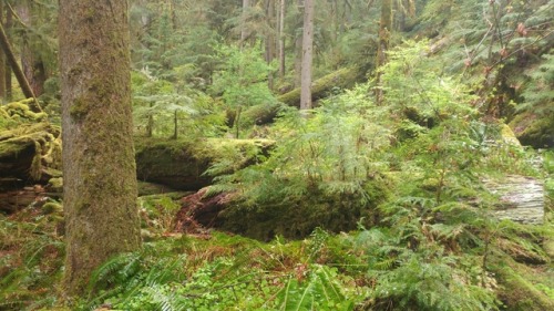 yogiashlyn:Path to Cougar Hot Springs, Oregon