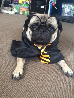 mypugobsession:  Bilbo the pug as Hairy Potter!Submission