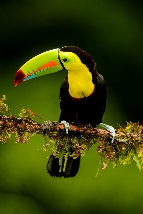 wonderous-world:Toucan by Myer Bornstein