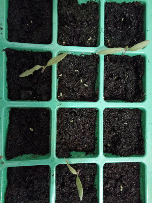 26/Apr/2016There are a lot of sprouts growing up!In the purple seedbed there is basilThe green one h