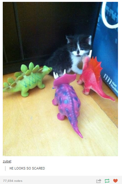 gaiash:  tbotofficial:  The Best of Tumblr #7 #6 / #5 / #4 / #3 / #2 / #1  Mostly