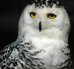 cloudyowl:  Snowy Owl by fotobicchio 