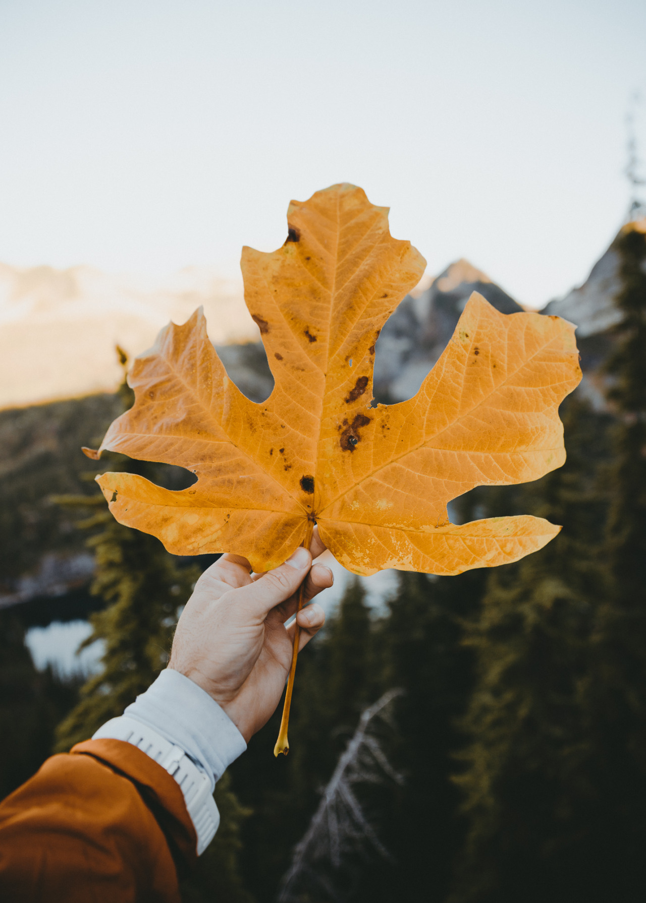 youseethenew:Sunrise hikes with big Maple Leaves, Washington State || IG: BToneVibes 