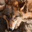coywolfsyndicate