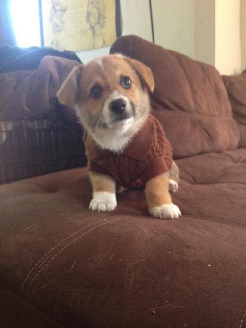 baruchobramowitz: cuteness-daily: Because everyone needs more cute puppies with outfits on their das