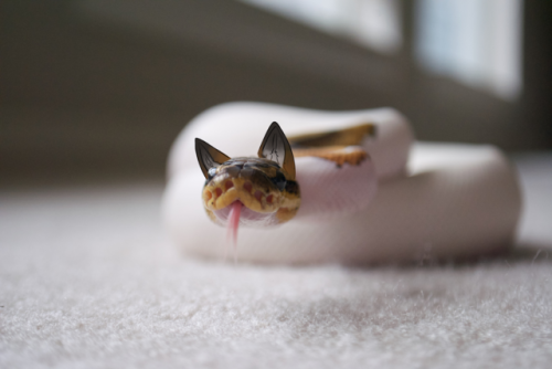 spacesnek:snears?? snears x3!