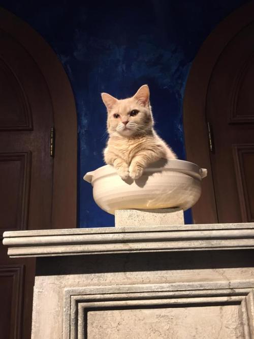 cutekittensarefun:You may approach the throne peasant