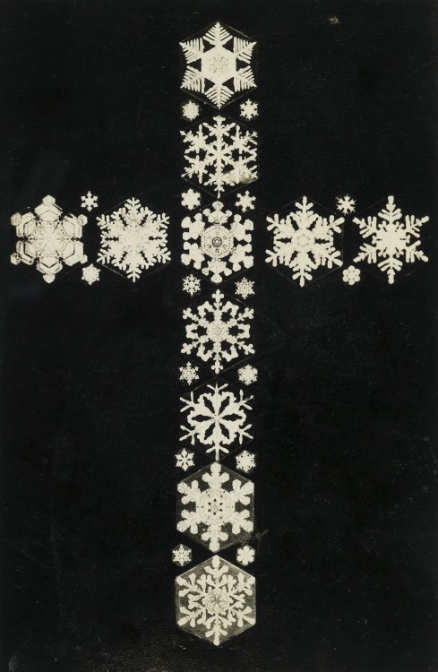 lescuriositesdelafoire:Wilson A. Bentley,  Montage of snowflakes arranged in a cross., Circa 1910