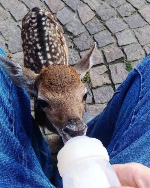 Colazioni. ❤️ #colazione #breakfast #newborn #daino #deer #deerlover #instaanimal #instaanimals #ins