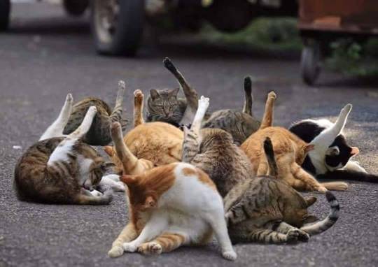 cursedcatpictures:  ritual 